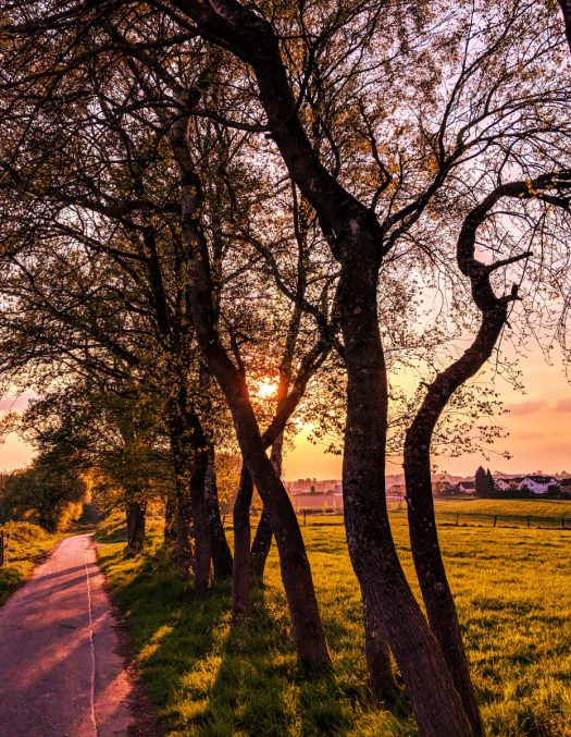 Biegt man in die Straße "Zum Jagdhaus" ein und geht dann weiter Richtung Wald, kommt man auf den oft "Sibi-Allee" oder "Sibi-Promenade" genannten Weg. Viele nennen den Weg, wo dieses Foto am 23. April um 19:40 Uhr entstanden ist, auch Jägerweg oder Römerweg. Foto: <a href="http://www.melzer.de">Günther Melzer</a>